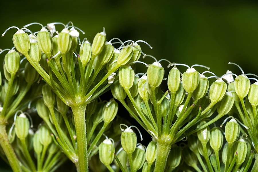 Katapsuxis silaifolia (=Cnidium silaifolium) / Carvifoglio dei boschi